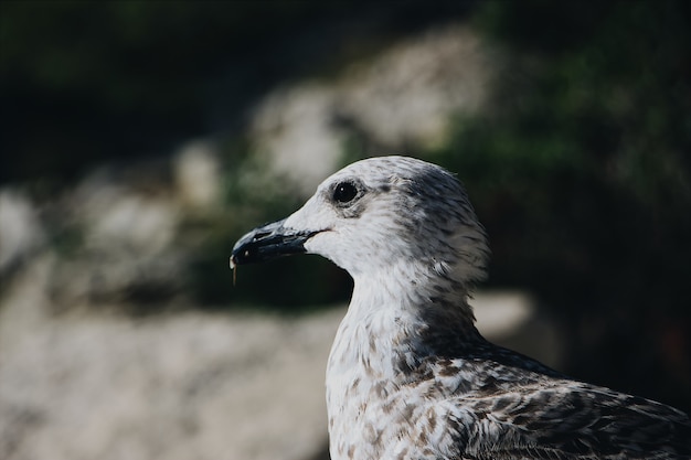 Primer plano de una gaviota gris con un borroso