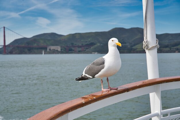 Primer plano de una gaviota de lomo negro menor sentado en una barandilla de barco