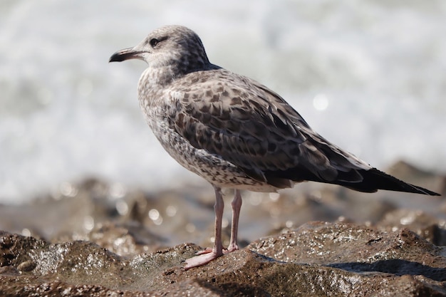 Primer plano de una gaviota manchada encaramado sobre una superficie rocosa cerca del mar