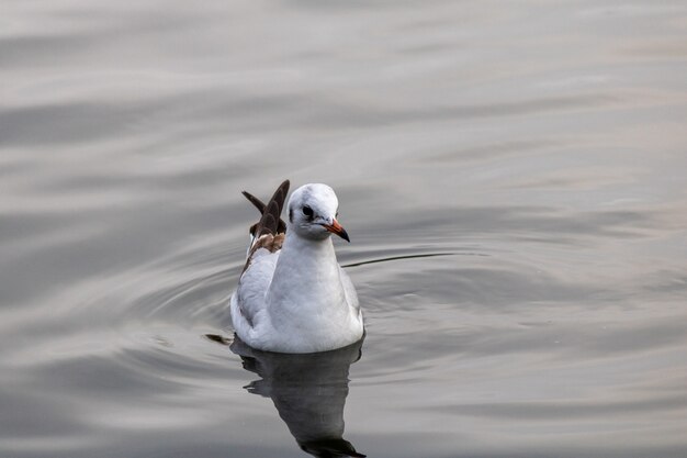 Primer plano de una gaviota nadando con gracia en el lago