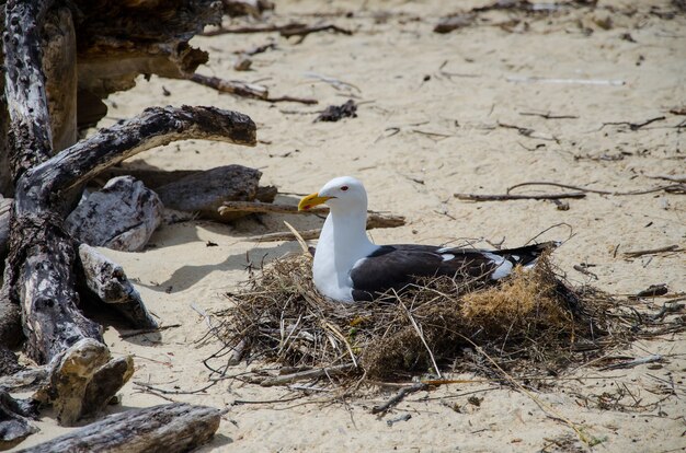 Primer plano de una gaviota en Nueva Zelanda