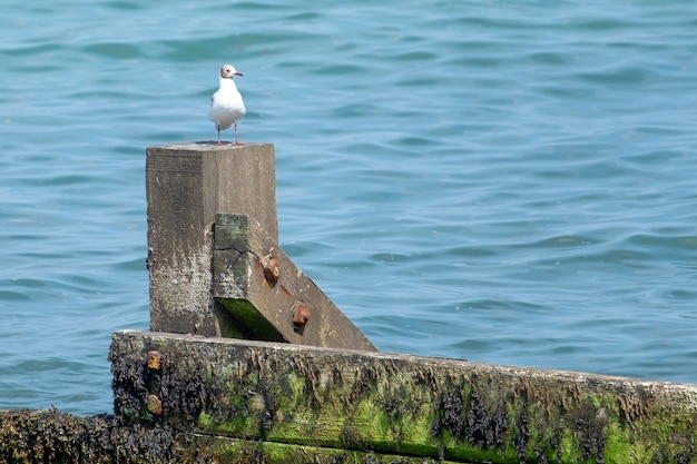 Primer plano de una gaviota de pie sobre piedra con el mar