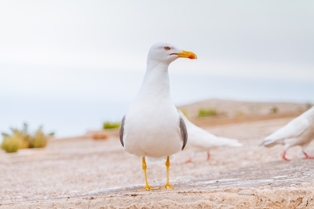 Primer plano de una gaviota en una playa de arena