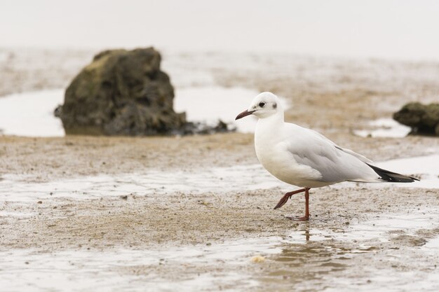 Primer plano de una gaviota en la playa