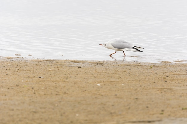 Foto gratuita primer plano de una gaviota en la playa