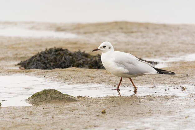 Primer plano de una gaviota en una playa