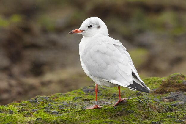 Primer plano de una gaviota posada sobre una roca cubierta de algas verdes