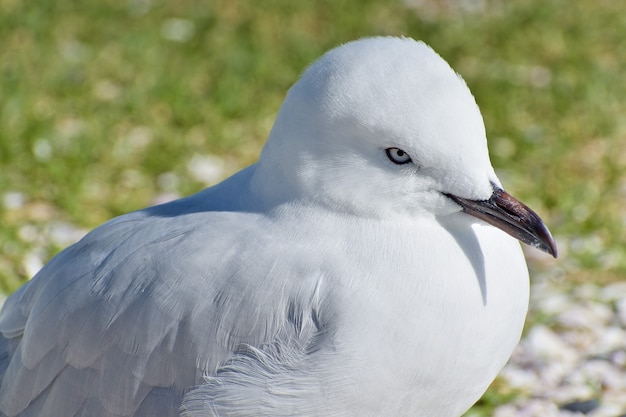 Primer plano de una gaviota sobre un terreno cubierto de hierba durante el día