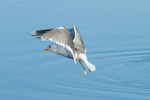 Primer plano de una gaviota volando sobre el agua azul, bajo el cielo de la luz del día