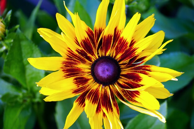 Primer plano de gazania ridens en el sur del Tirol, Italia