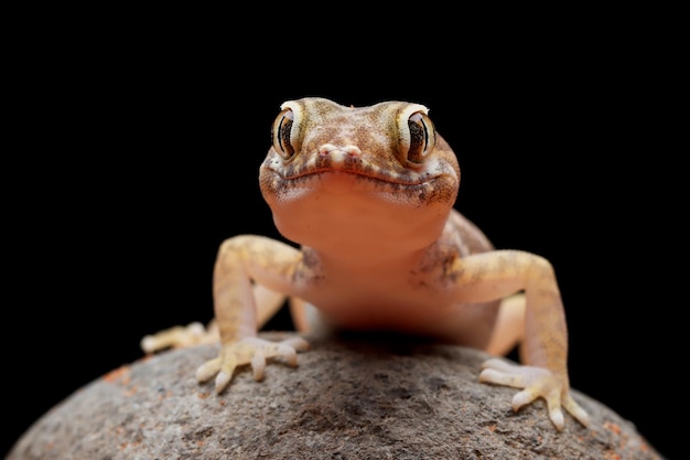 Primer plano de gecko de arena en la madera Gecko de arena de cabeza de primer plano Stenodactylus petrii