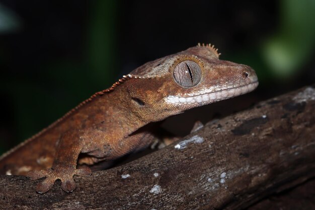 Primer plano de gecko con cresta en primer plano de animal de madera Gecko con cresta en hojas
