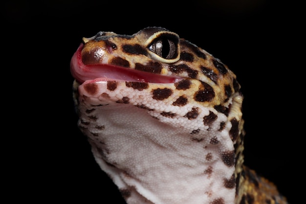 Primer plano de gecko leopardo sobre piedra de coral Vista frontal de gecko leopardo Primer plano de gecko leopardo sobre fondo negro