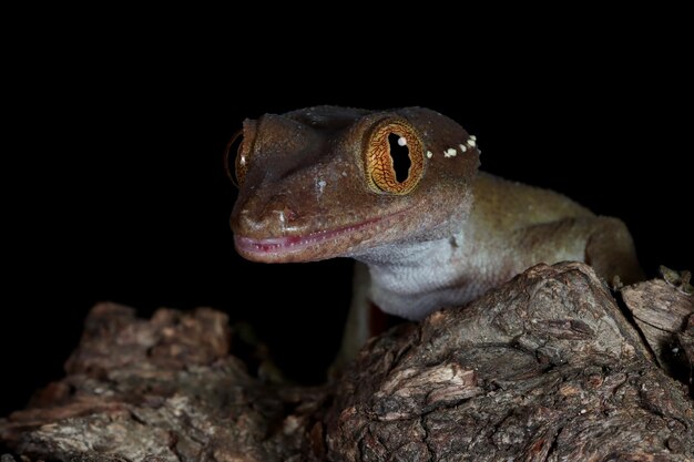 Primer plano de gecko de línea blanca en madera