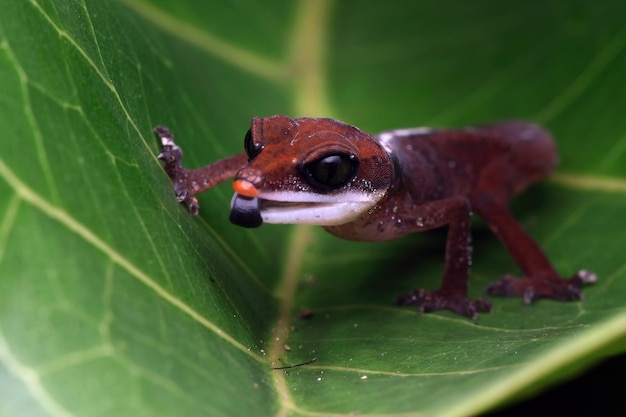 Primer plano de gecko ojo de gato en hojas