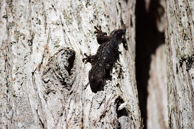 Primer plano de un gecko de pared común negro caminando sobre un árbol viejo