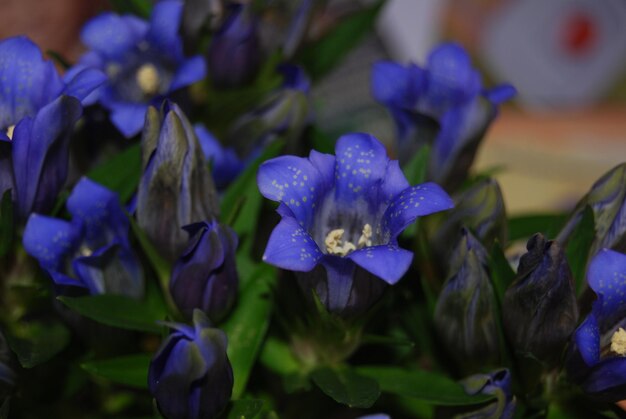 Primer plano de la Gentiana scabra la genciana japonesa