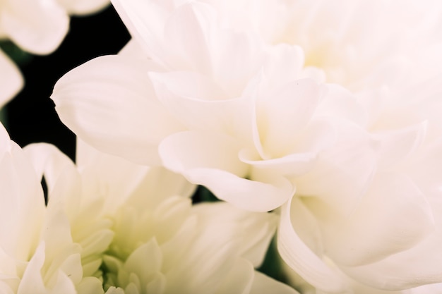 Primer plano de gerbera blanca