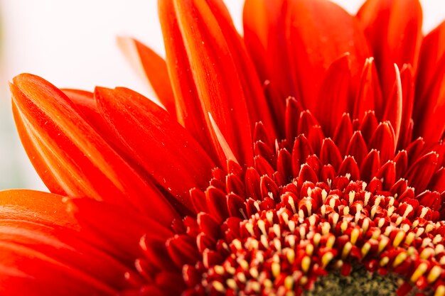 Primer plano de un gerbera rojo brillante