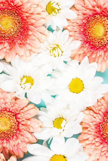 Primer plano de gerbera rosa con flores blancas