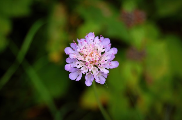 Primer plano de un Gillyflower bajo la luz del sol en un jardín.