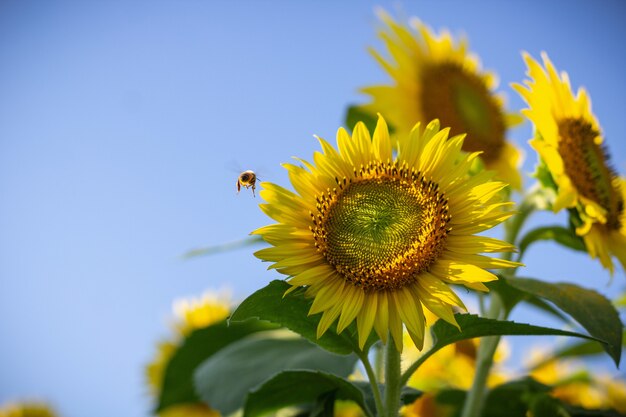 Primer plano de un girasol y una abeja volando cerca de él en un día soleado