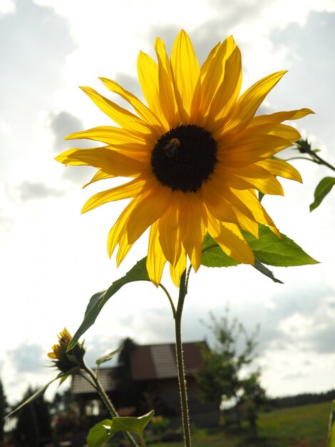 Primer plano de un girasol amarillo con un cielo nublado borrosa en el fondo