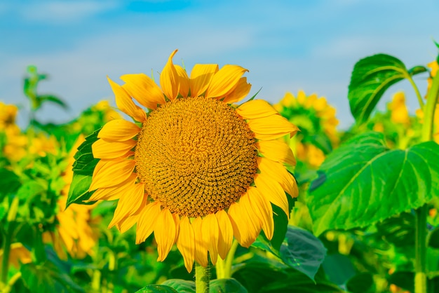 Primer plano de girasol en el campo con cielo brillante