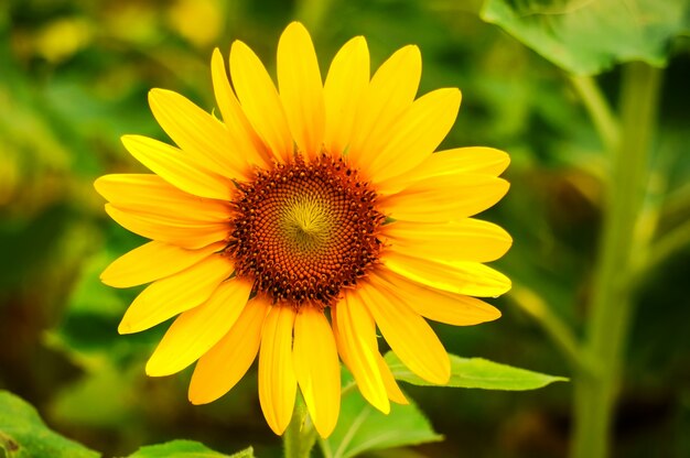 Primer plano de girasol fantástico