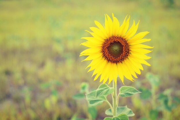 Primer plano de girasol con fondo borroso