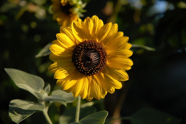 Primer plano de un girasol en un jardín bajo el girasol