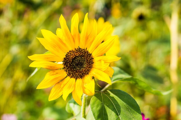 Primer plano de un girasol en un jardín bajo la luz del sol con un fondo borroso