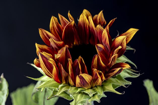 Primer plano de un girasol en la oscuridad