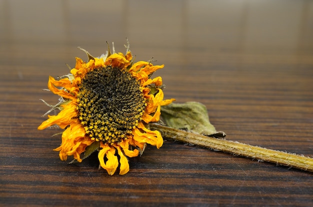 Primer plano de un girasol seco sobre una superficie de madera