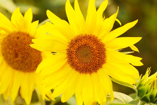 Primer plano de girasoles