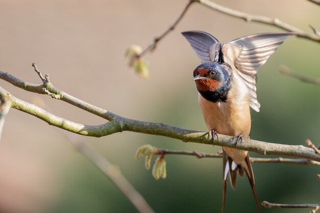 Primer plano de una golondrina sentada en la rama de un árbol batiendo sus alas