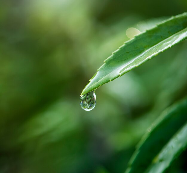 Primer plano de gota de agua en hojas