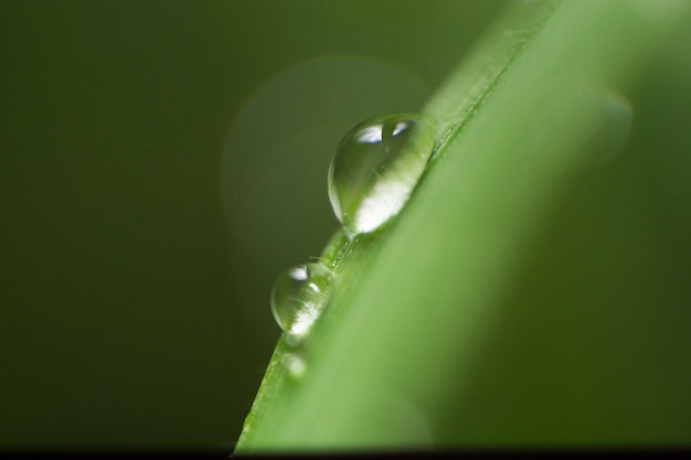 Primer plano de gotas de agua sobre una brizna