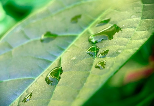 Foto gratuita un primer plano de gotas de agua sobre una hoja