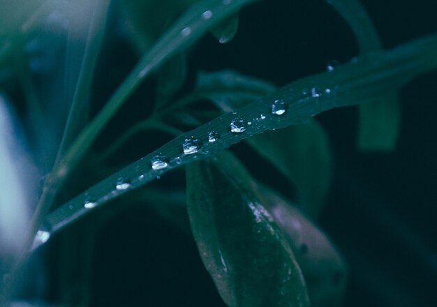 Primer plano de gotas de agua sobre una planta