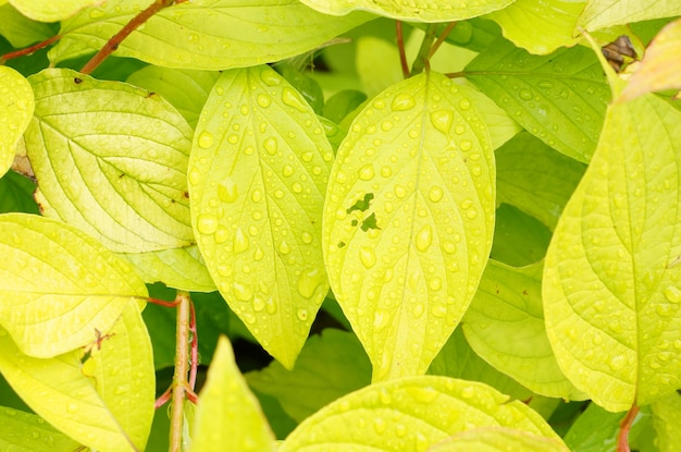 Primer plano de las gotas de rocío sobre las hojas de color verde claro