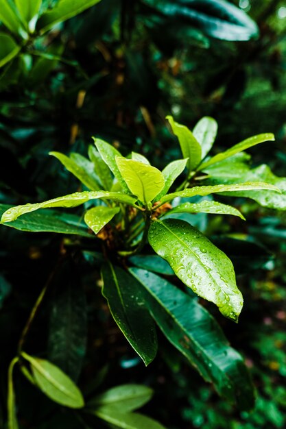 Primer plano de gotas de rocío sobre hojas verdes