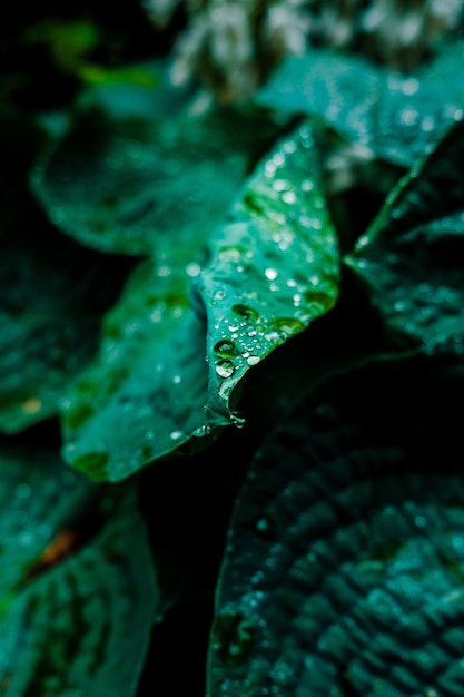 Primer plano de gotas de rocío sobre hojas verdes