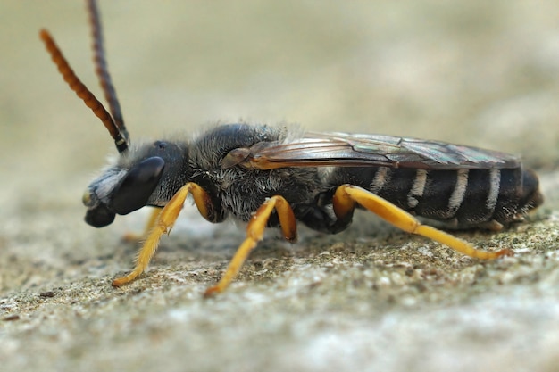 Primer plano de una gran abeja surcadora con bandas