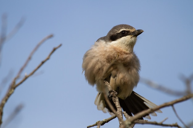 Primer plano de gran actuación en `` The Shrike '' gris posado en la rama de un árbol