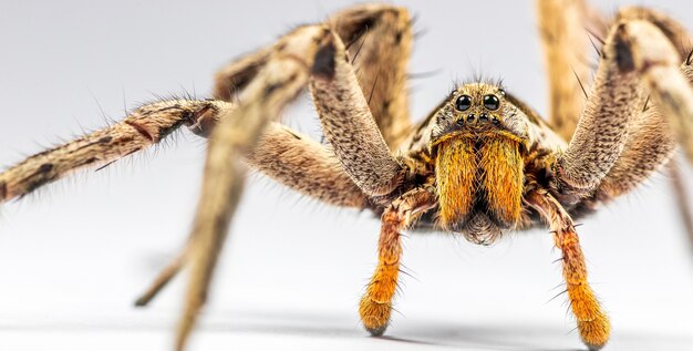 Primer plano de una gran araña sobre una superficie blanca