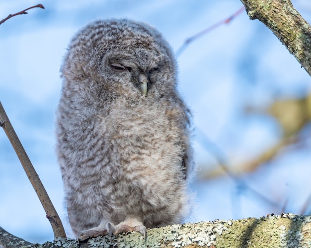 Primer plano de un gran búho gris con los ojos cerrados posado en la rama de un árbol