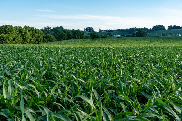 Primer plano de un gran campo de maíz verde