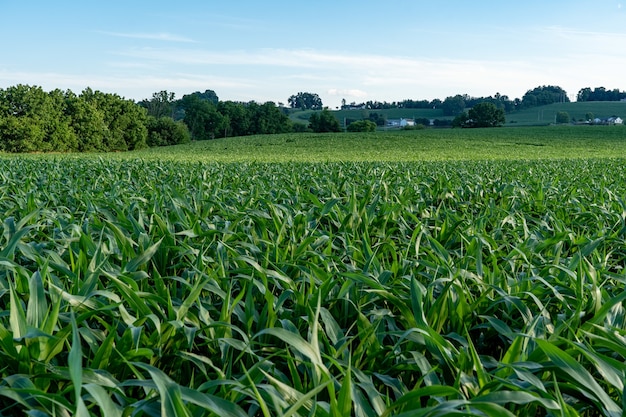 Primer plano de un gran campo de maíz verde