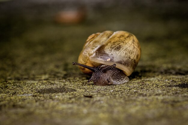 Primer plano de un gran caracol se arrastra lentamente sobre una piedra